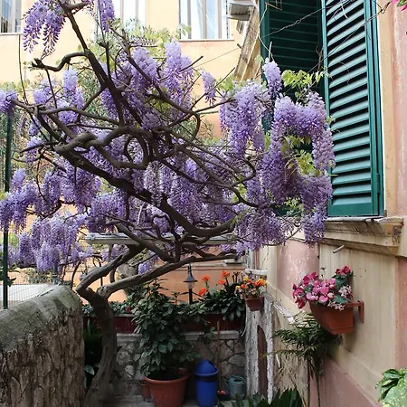 Pavia Roma